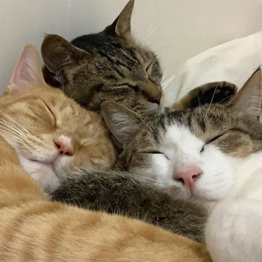 sleeping-cats-whisper