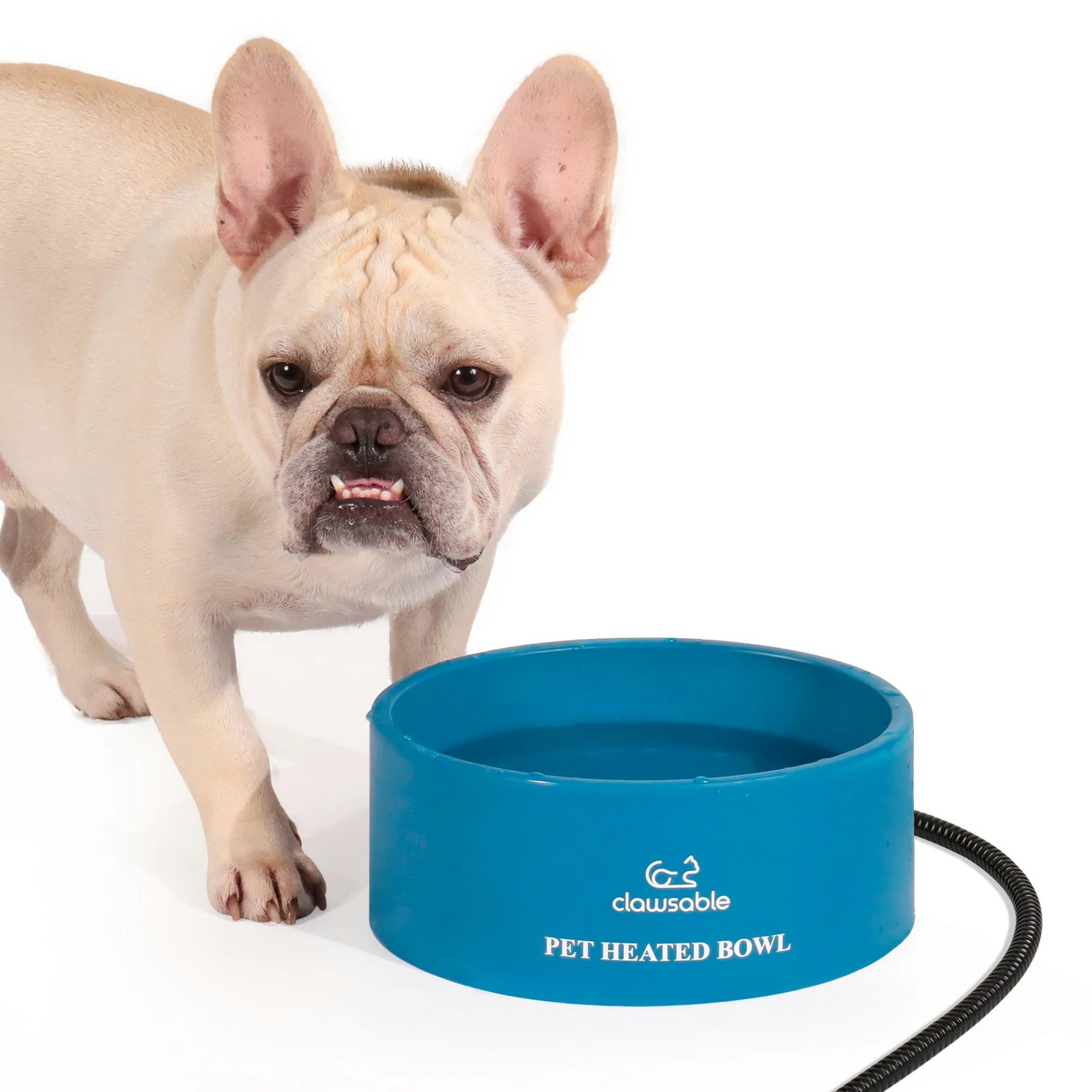 Heated online dog bowl