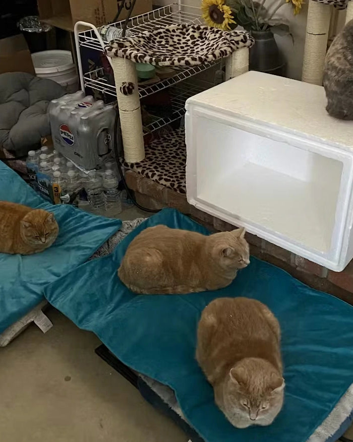 <h2>‘‘They RUN from the shed right to these mats during this EXTREME cold up north! Perfect temperature for them!’’</h2><h4>⭐⭐⭐⭐⭐<br/></h4><h5>Chris</h5><p>Jan 26, 2026<br/></p>