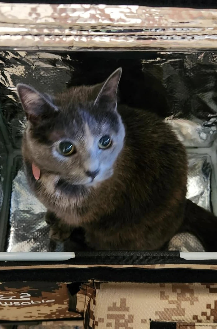<h2>‘‘We left it in the middle of the room to see if the cats would use it. The big cat loves it, and the grey cat seems to enjoy it as well!’’</h2><h4>⭐⭐⭐⭐⭐<br/></h4><h5>Man</h5><p>Jul 28, 2025<br/></p>