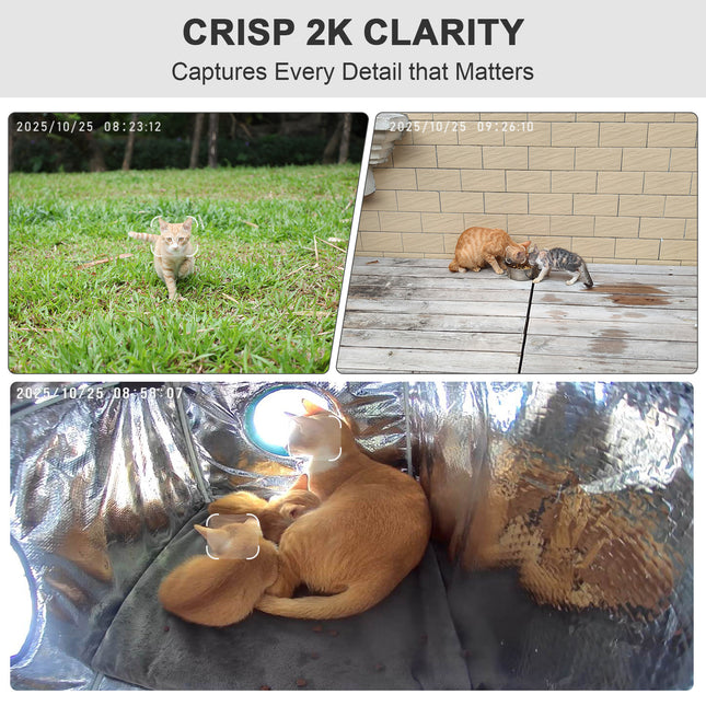Three images of cats in different settings with text about crisp 2K clarity.