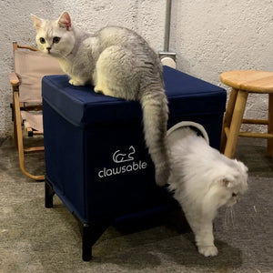 cooling cat house scene1